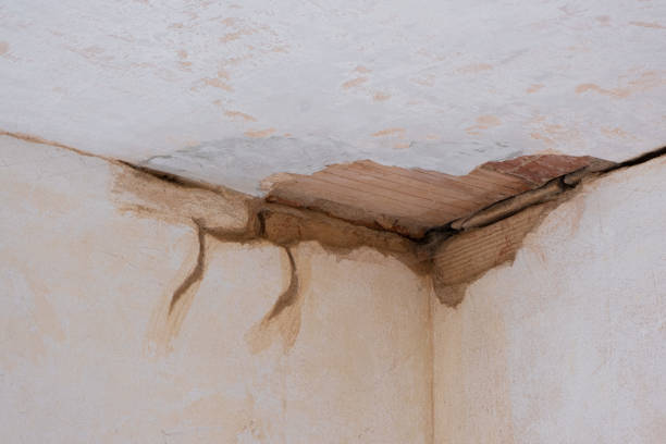 Best Flood restoration services  in Haliimaile, HI