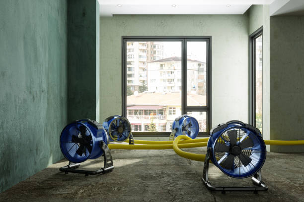 Best Local water damage restoration  in Haliimaile, HI